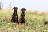 DOBERMANN 049